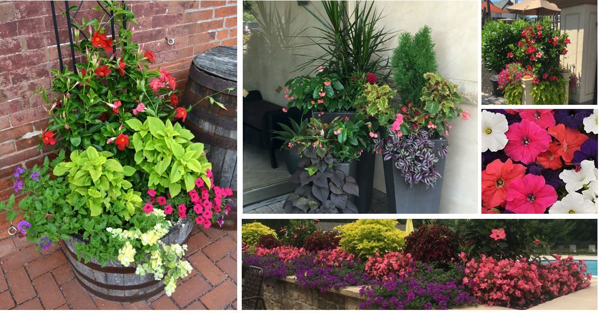 There are many different types of flowers in the planters.
