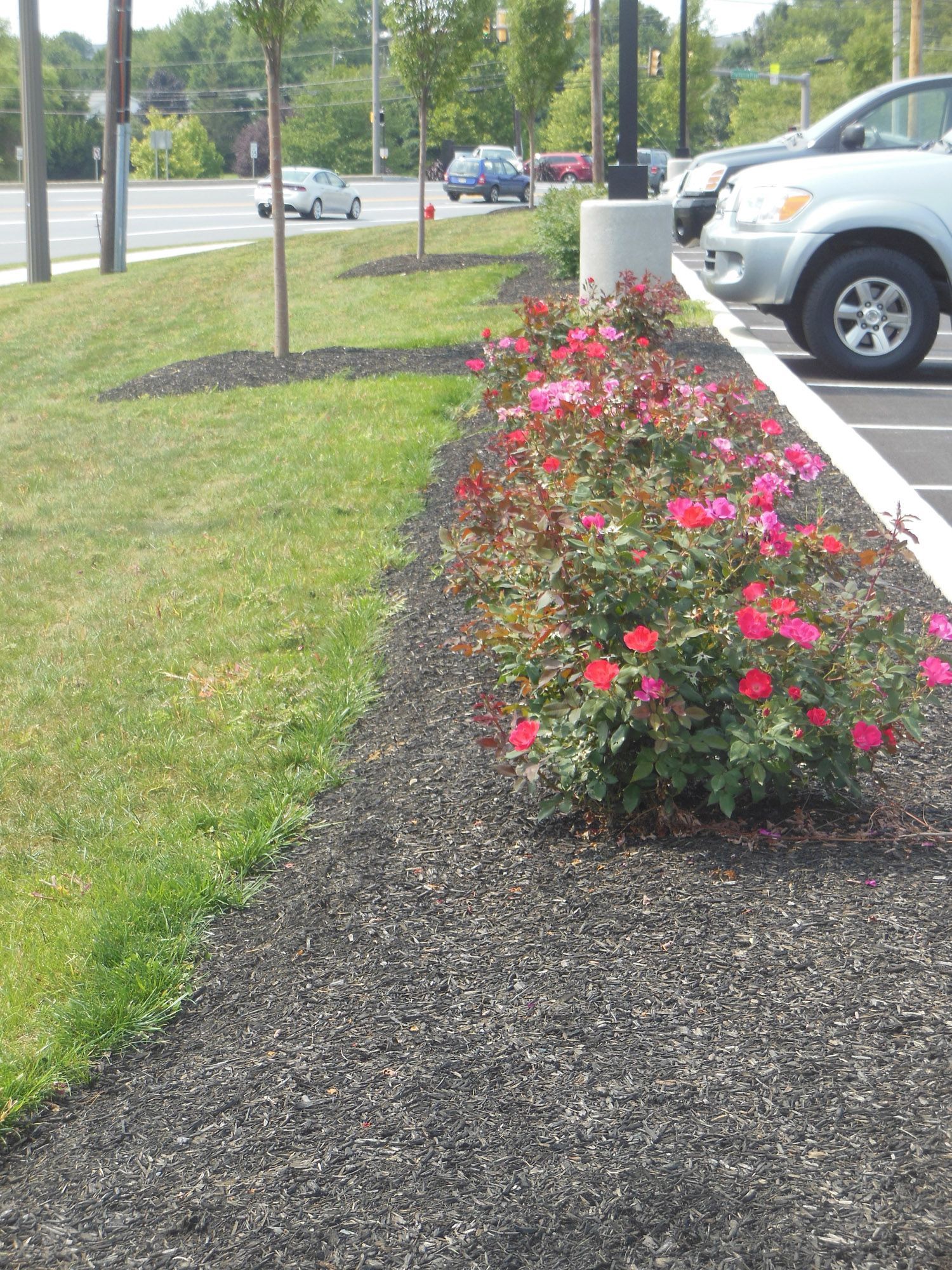 A row of flowers in a parking lot next to a road