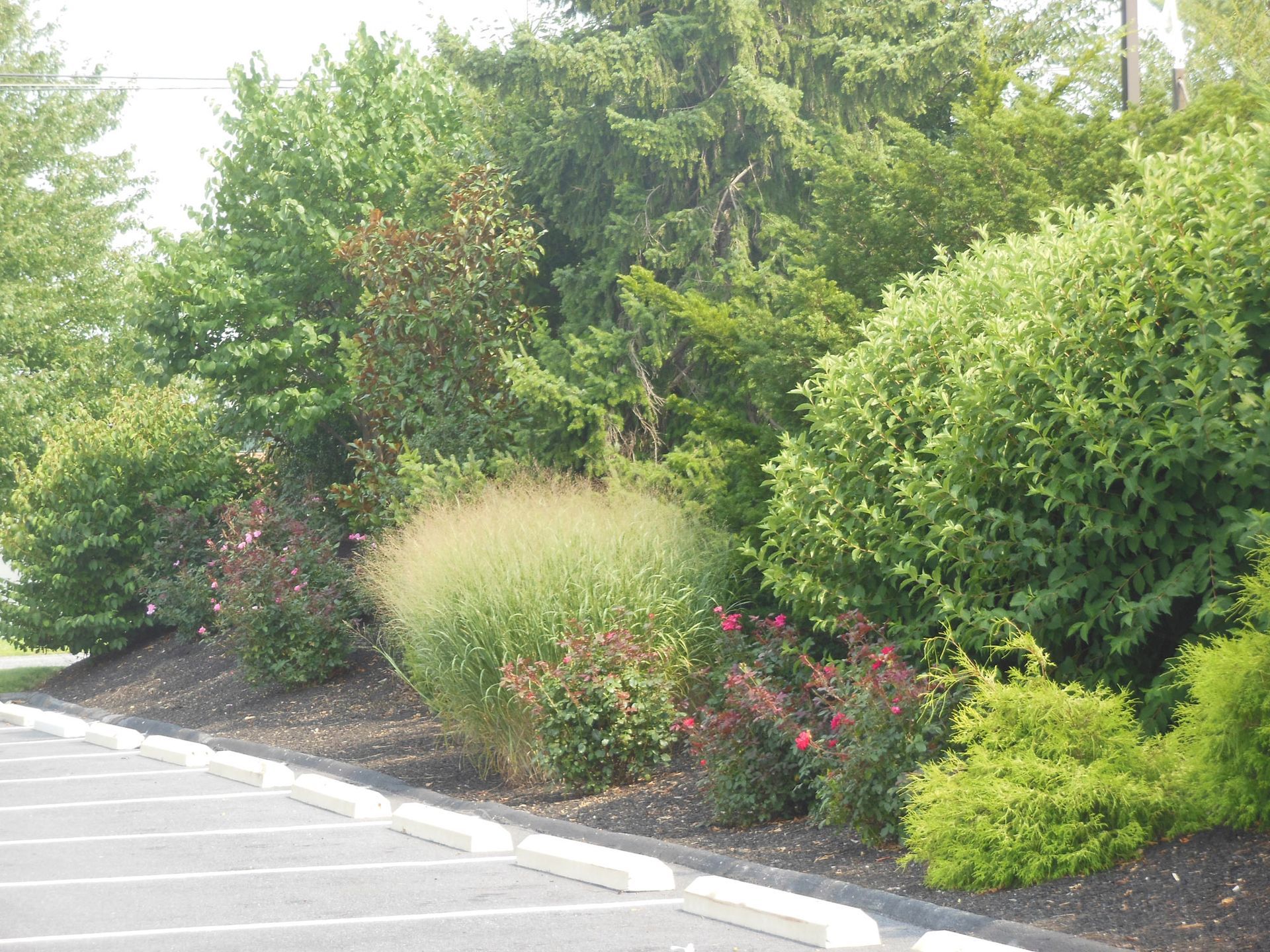 A row of trees and bushes along a parking lot