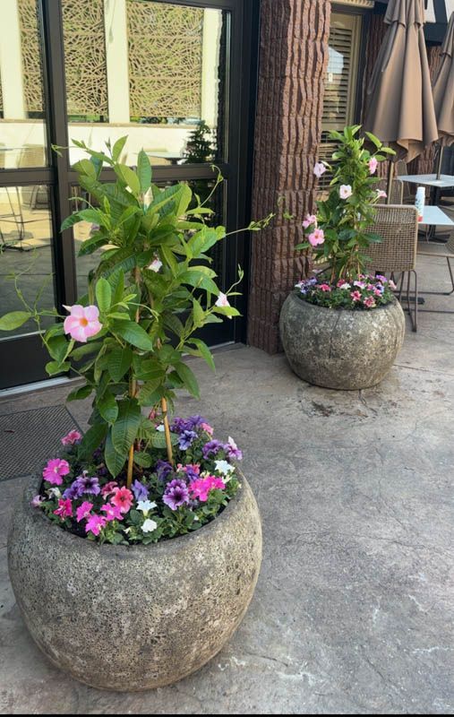 Two large stone planters with pink flowering plants, in front of a building.