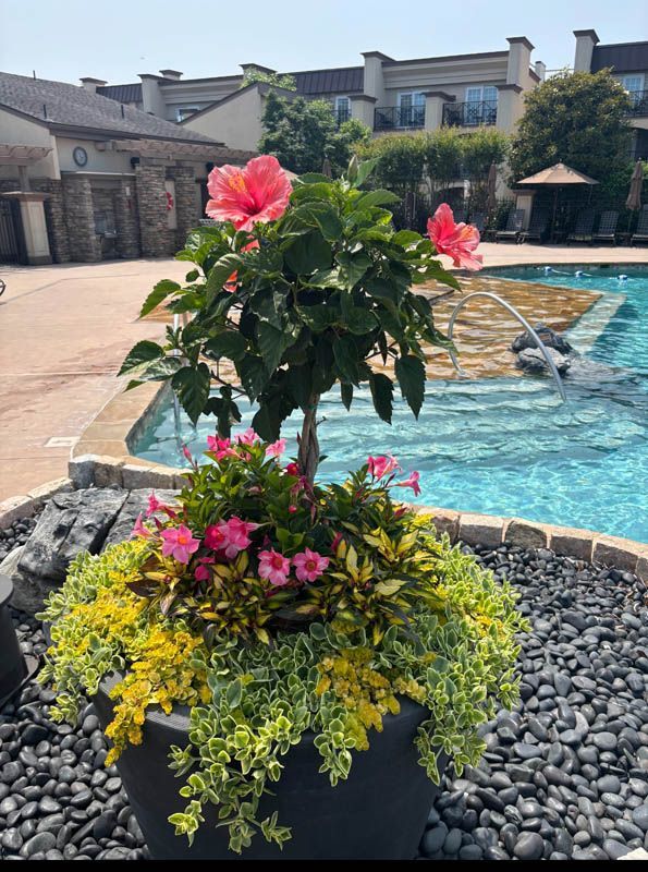 Pink hibiscus in a planter by a pool. Yellow and green foliage around base, buildings in background.