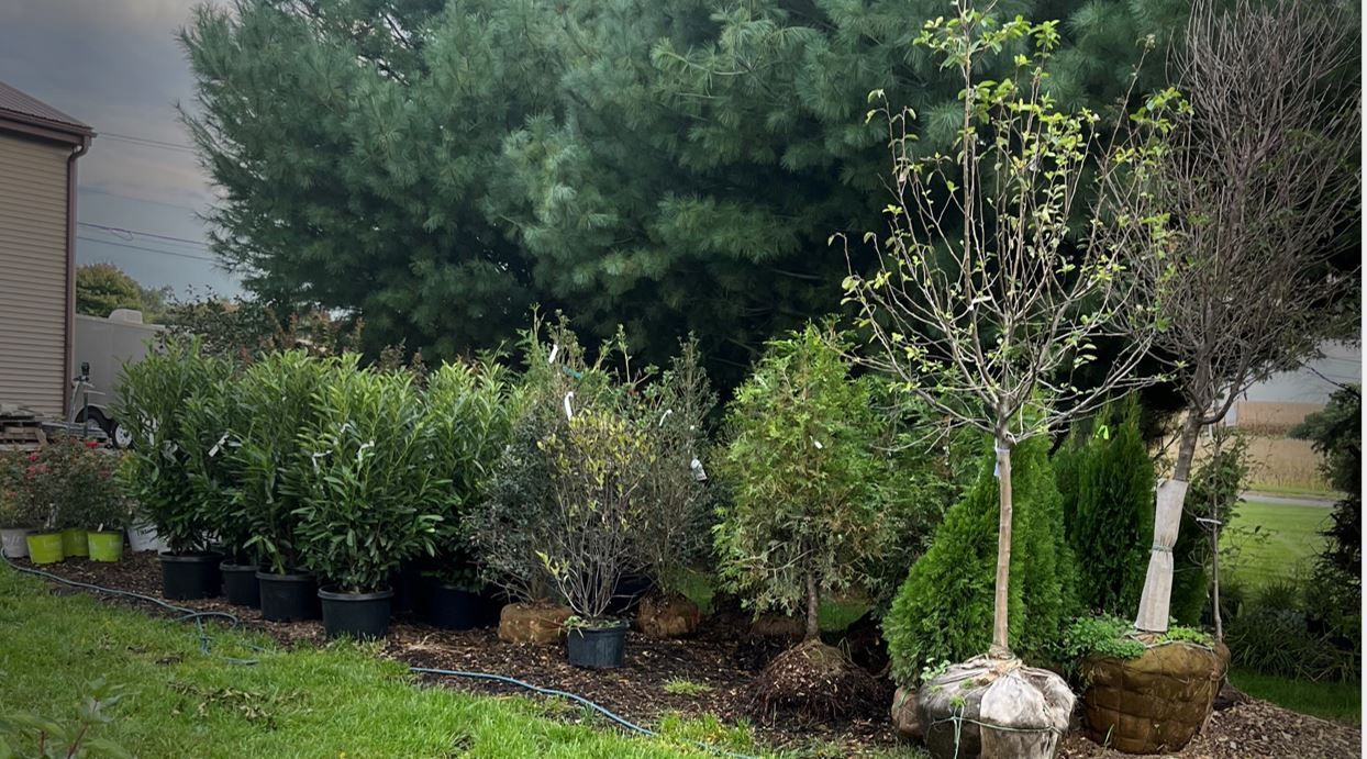 A garden filled with lots of potted plants and trees.