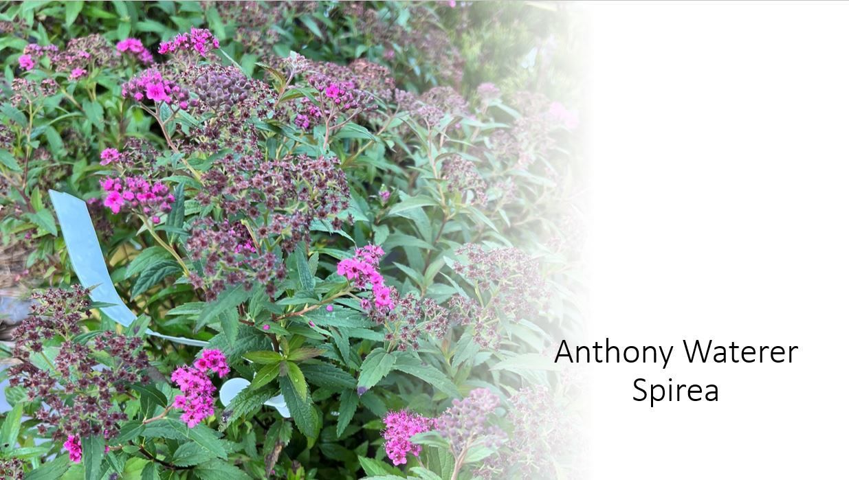 A bunch of purple flowers are growing in a garden.