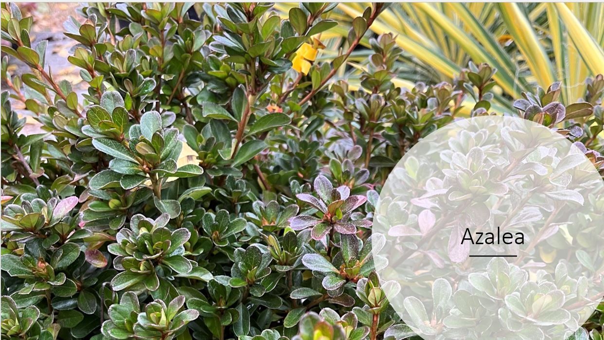 A close up of a plant with a circle around it that says azalea.