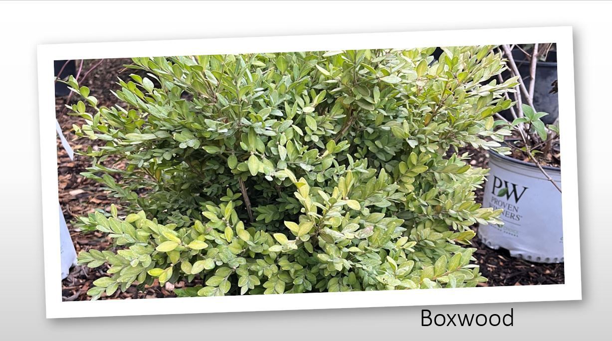 A picture of a bush with lots of green leaves.