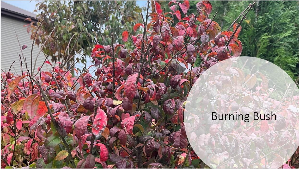 A bush with red leaves is growing in front of a house.
