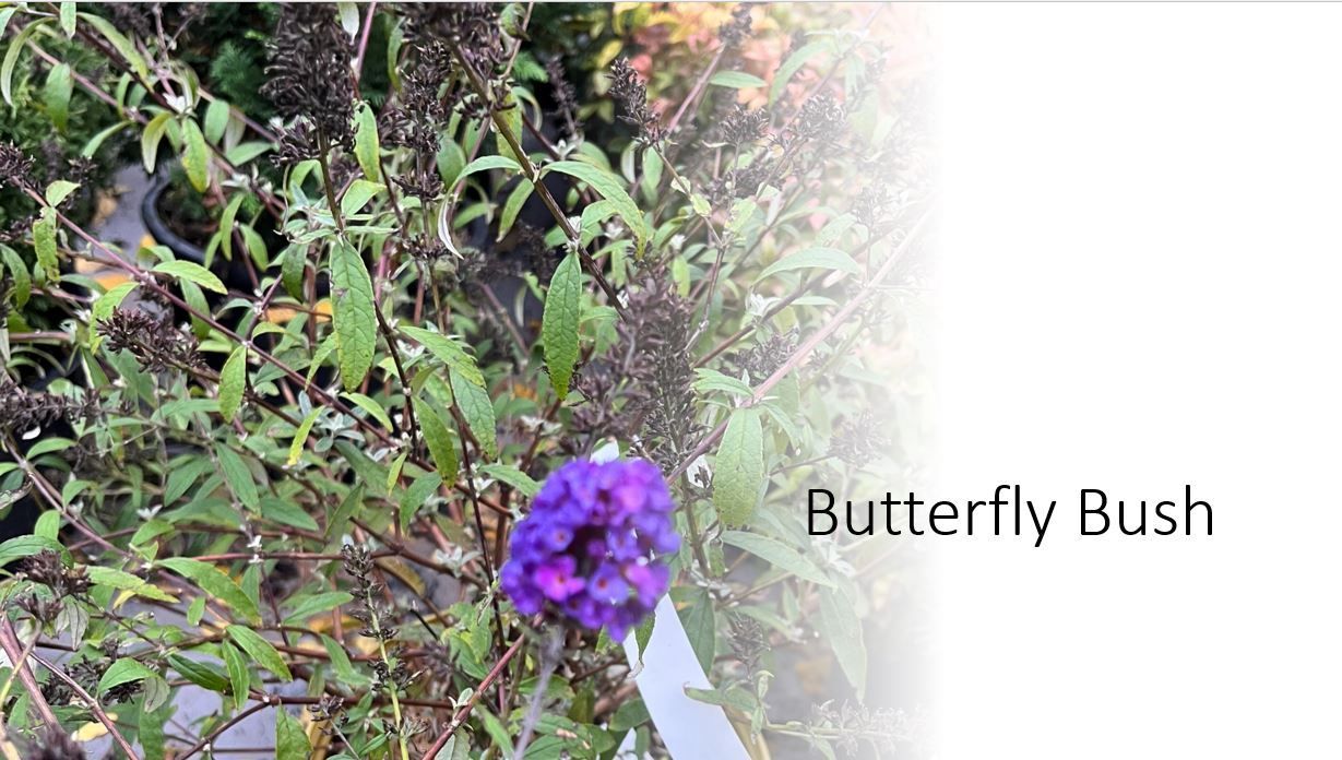 A butterfly bush with purple flowers and green leaves