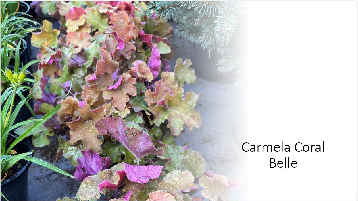 A picture of a plant with the name carmela coral belle on it