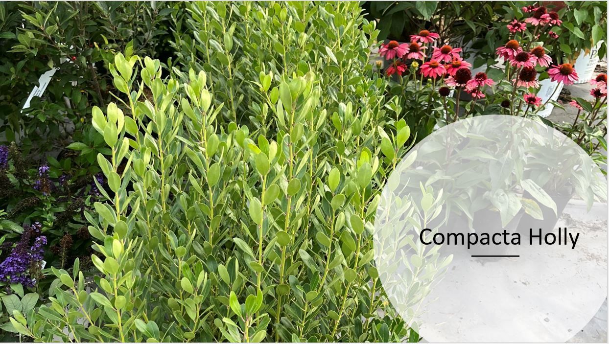 A bush with lots of green leaves and red flowers in the background.