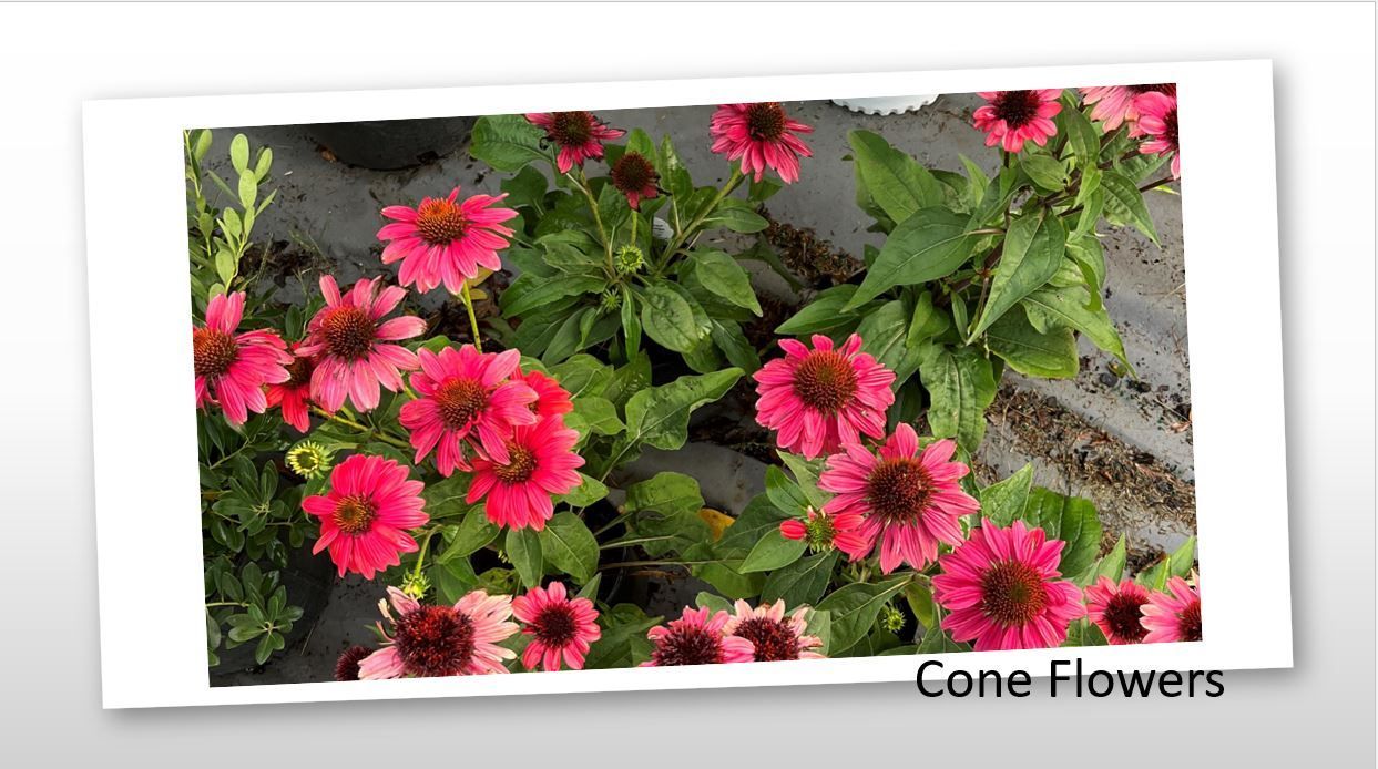 A picture of a bunch of pink cone flowers