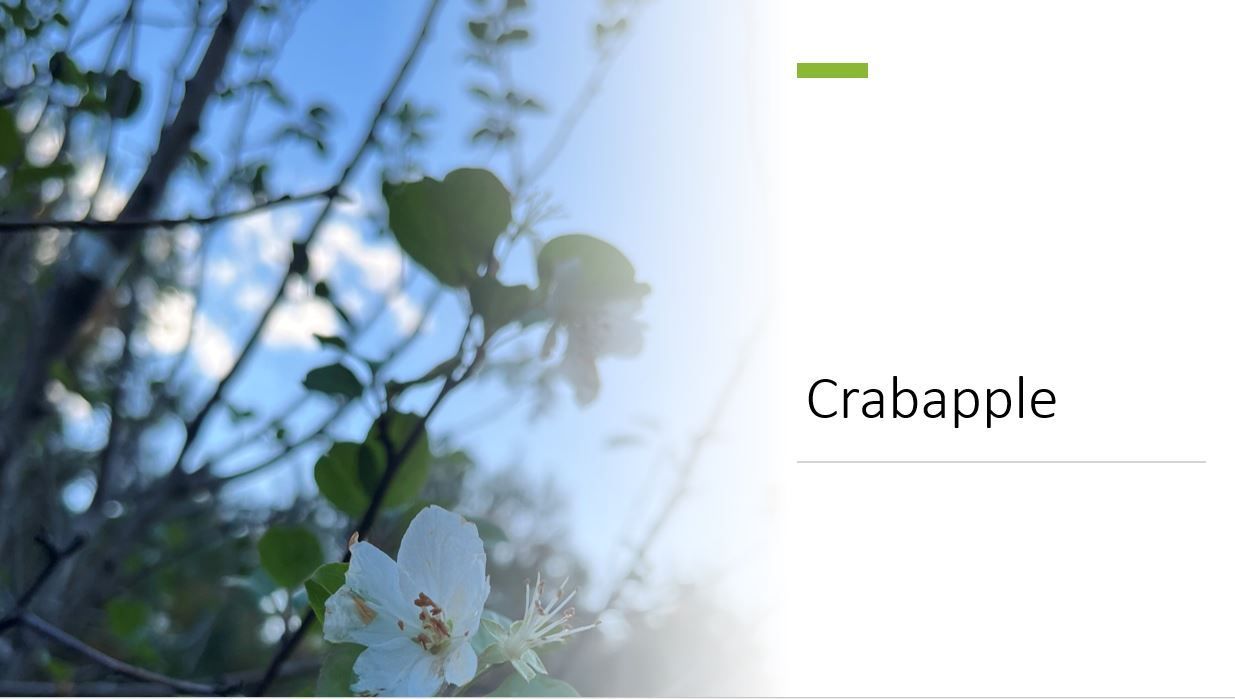 A crabapple tree with white flowers and green leaves