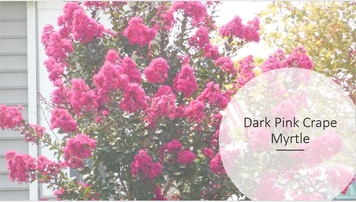 A tree with pink flowers is in front of a house.