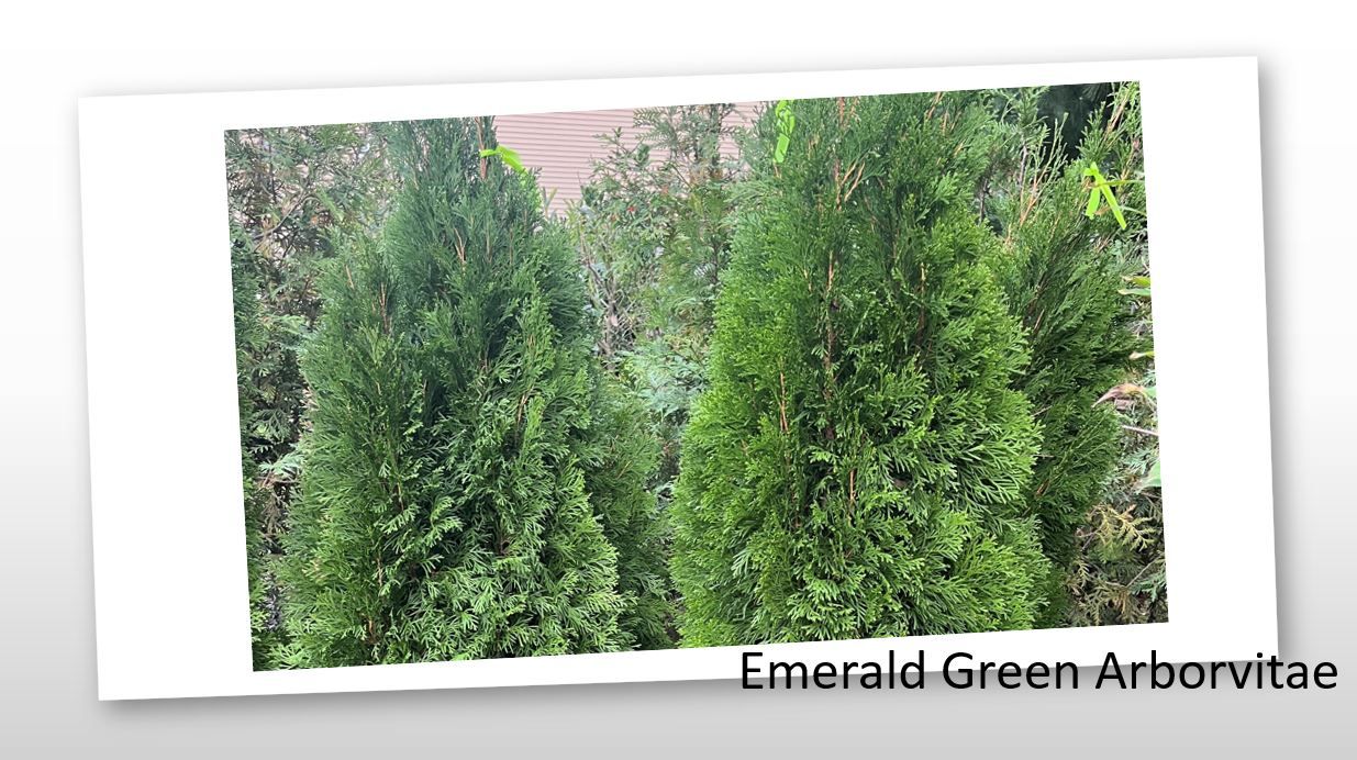 A picture of a tree called emerald green arborvitae