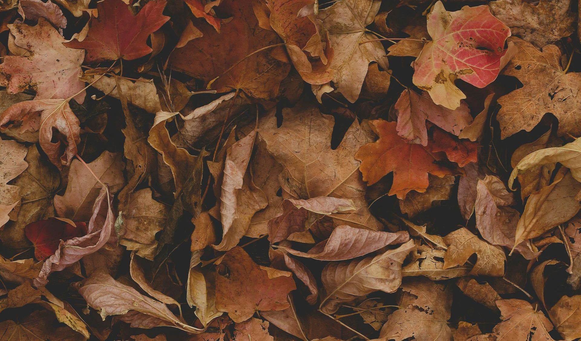 A pile of autumn leaves laying on the ground.