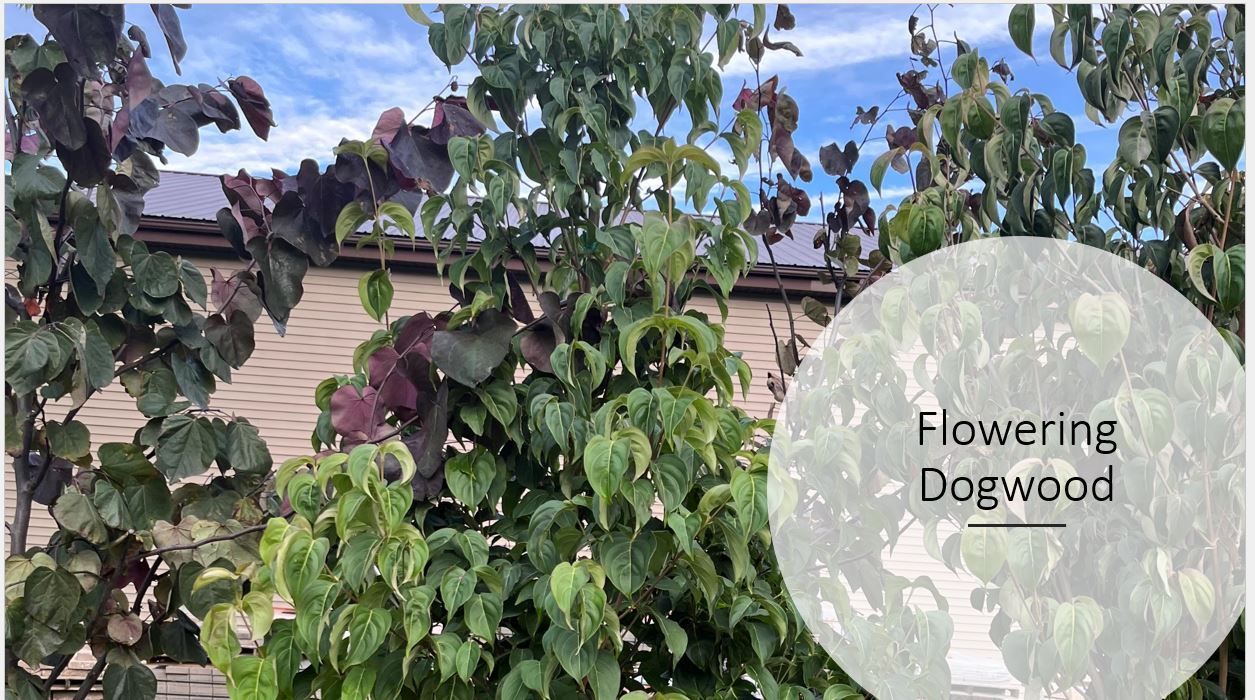 A tree with lots of leaves is in front of a house.