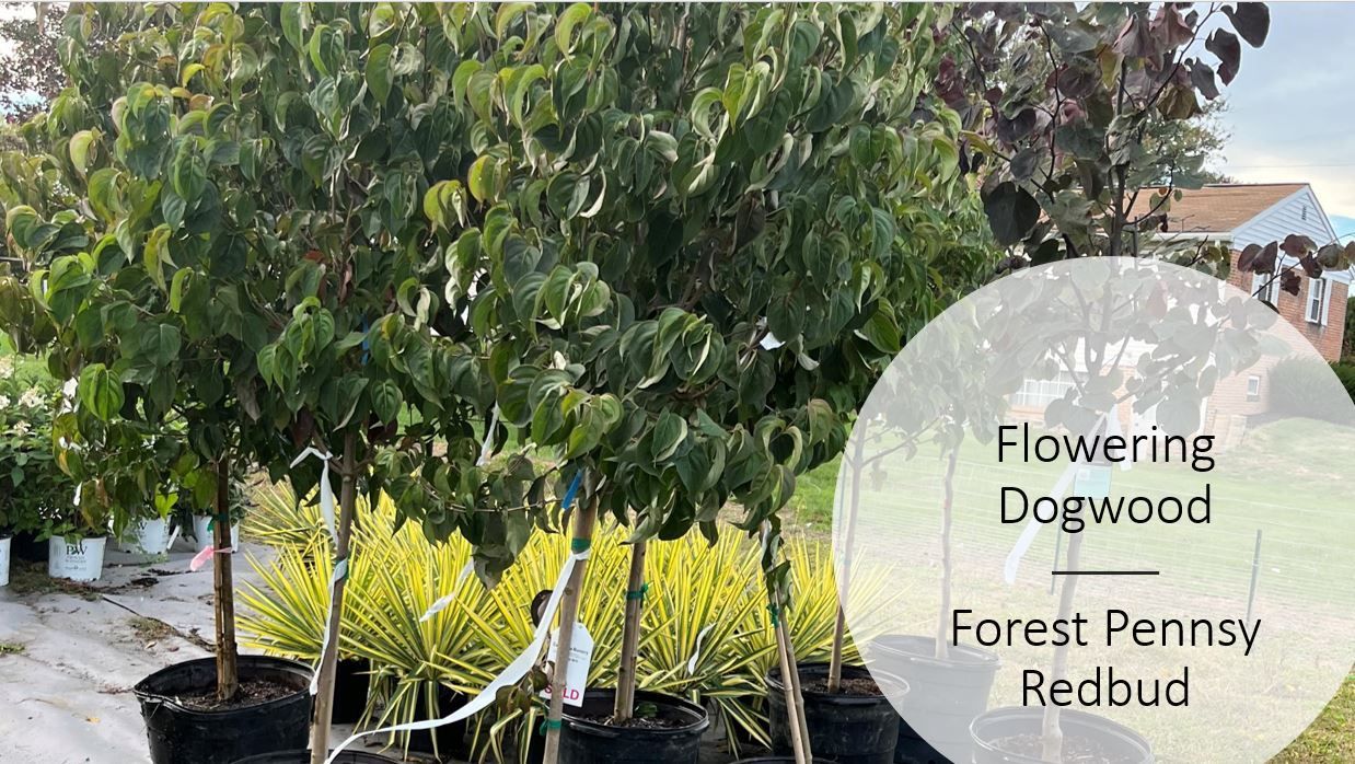 A group of trees in pots in a garden.