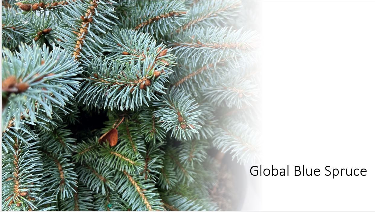 A close up of a blue spruce tree with a white background.