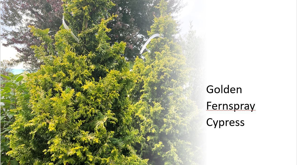 A close up of a golden fernspray cypress tree.