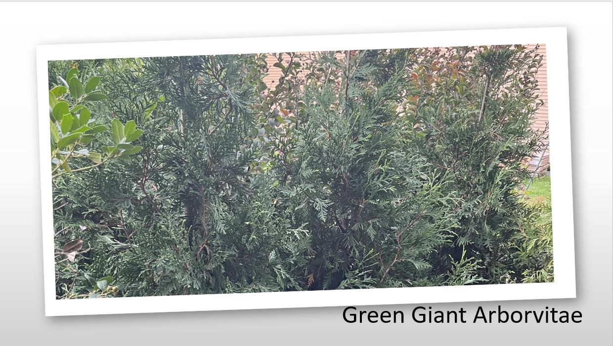 A picture of a green giant arborvitae tree