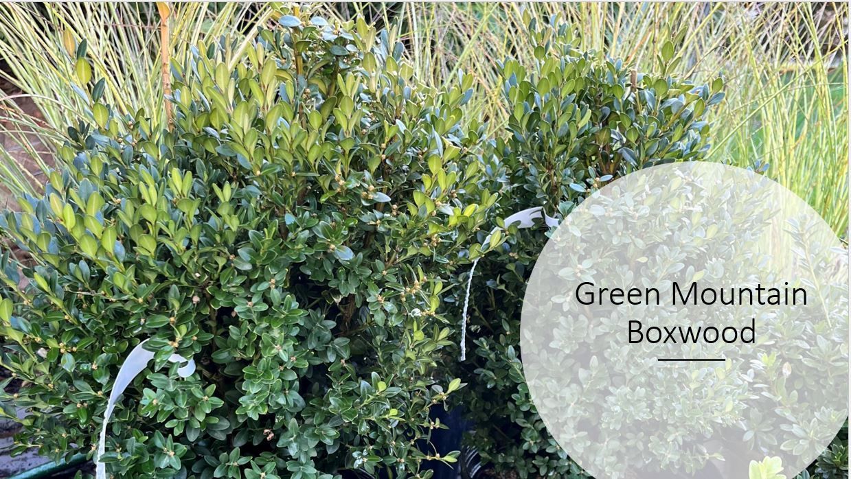 A picture of a green mountain boxwood bush in a pot.