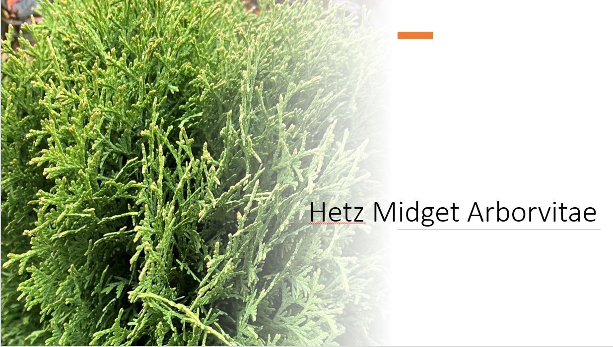 A close up of a tree with lots of green leaves.