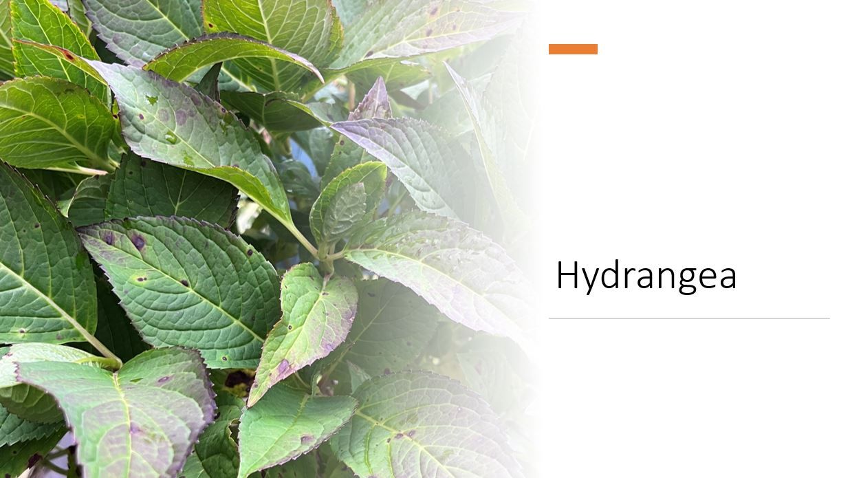 A close up of a plant with green leaves on a white background.