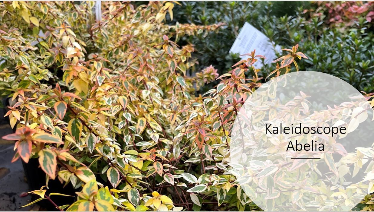 A bunch of plants are sitting next to each other in a pot.
