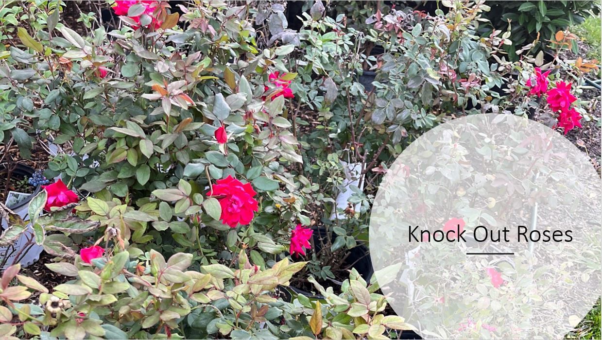 A bunch of red roses are growing in a garden.