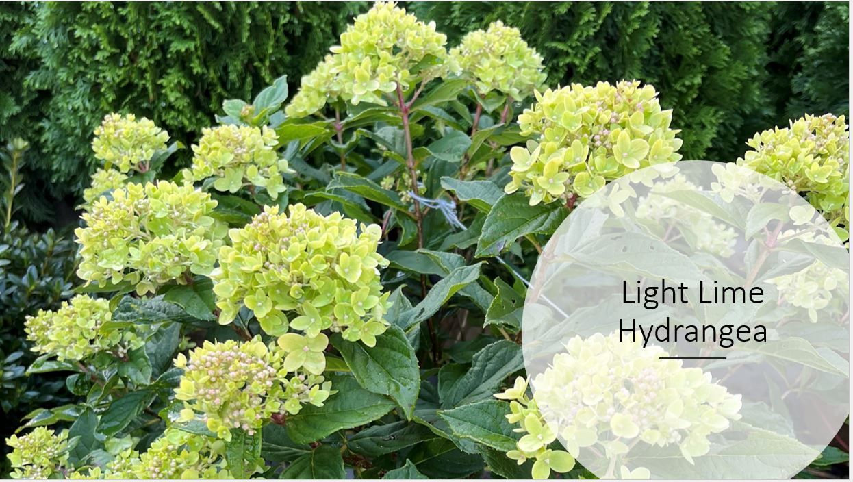 A close up of a plant with green leaves and white flowers.