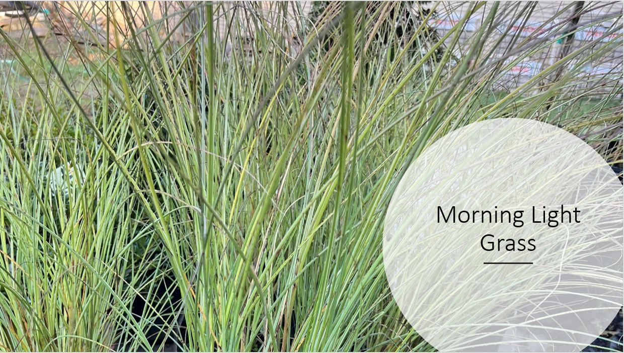 A bunch of tall grass with a white circle around it that says morning light grass.