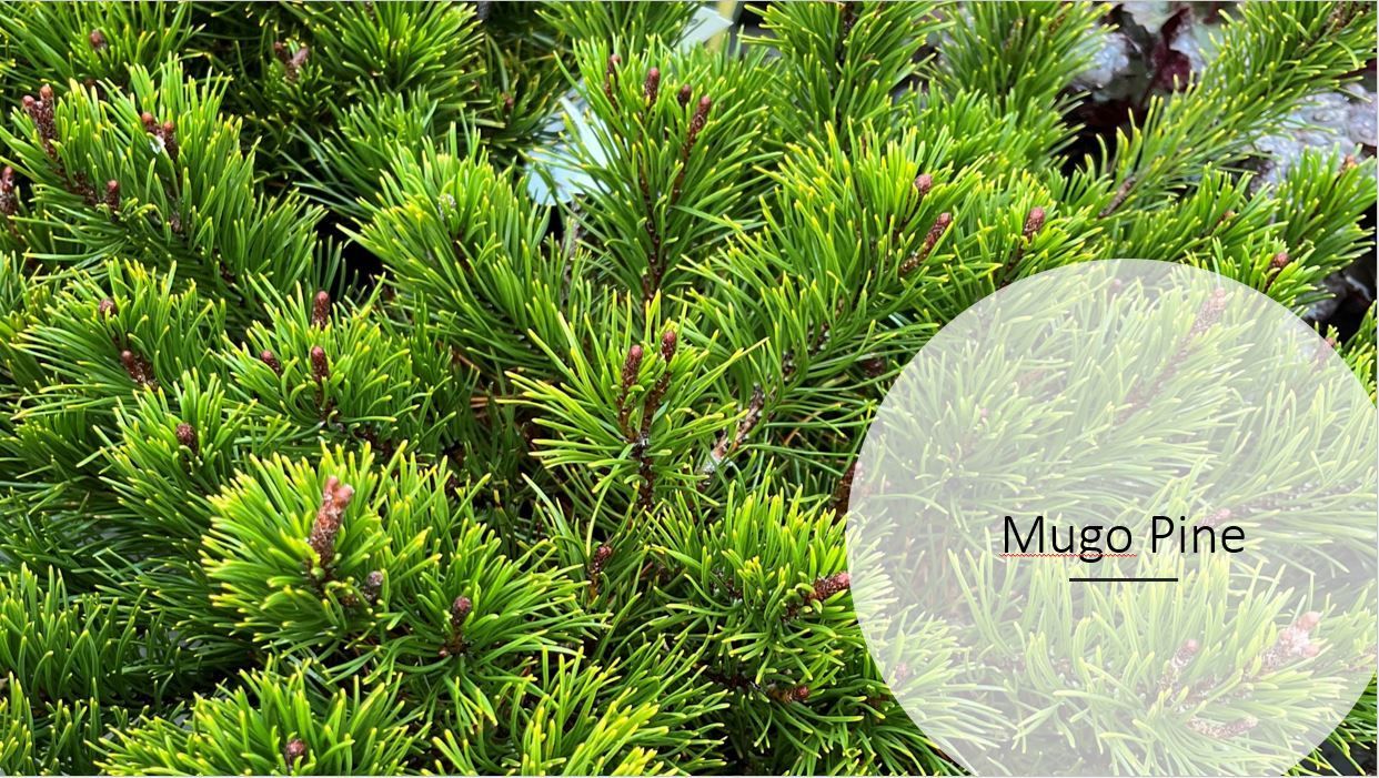 A close up of a pine tree with a white circle around it.