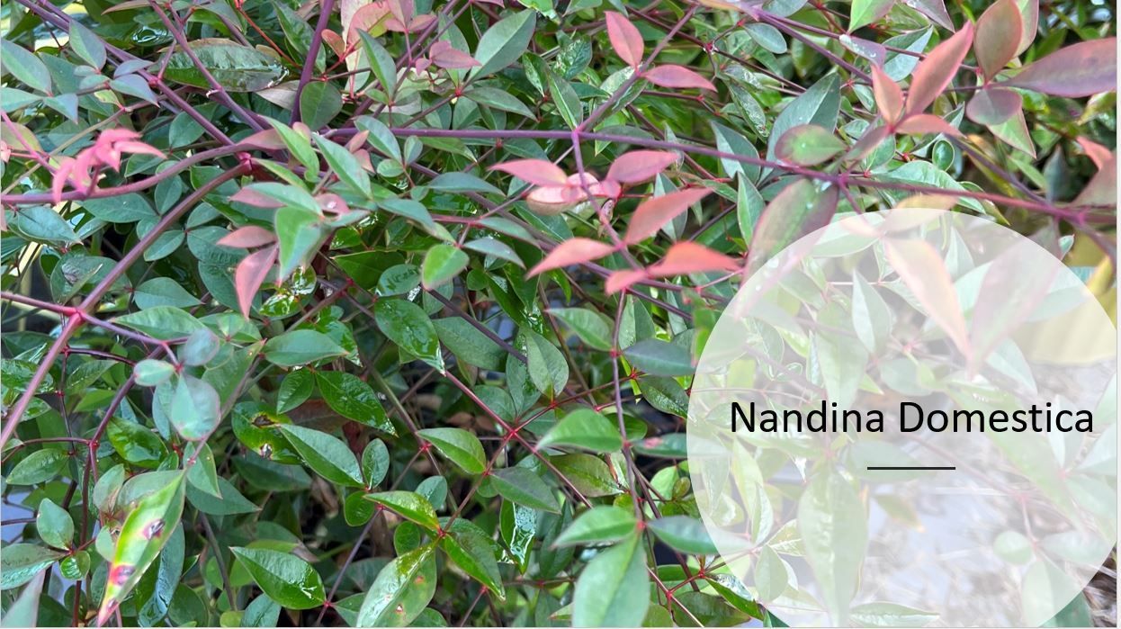 A close up of a plant with green and red leaves.