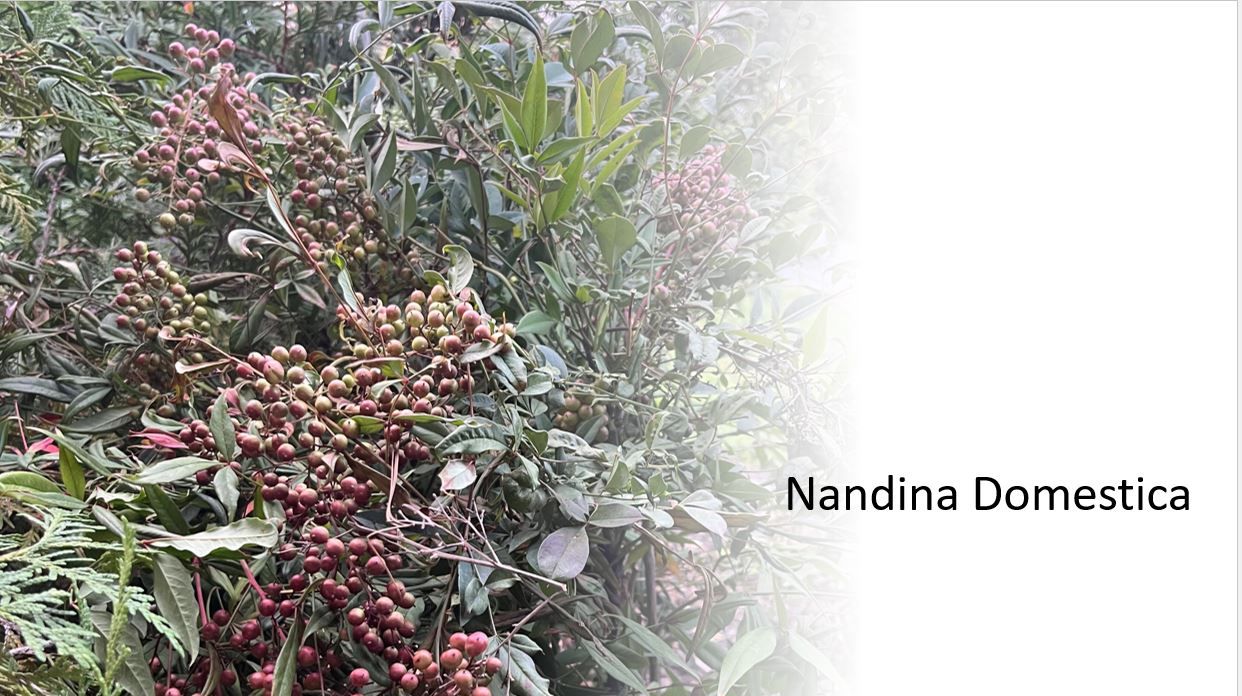 A bunch of flowers are growing on a tree.