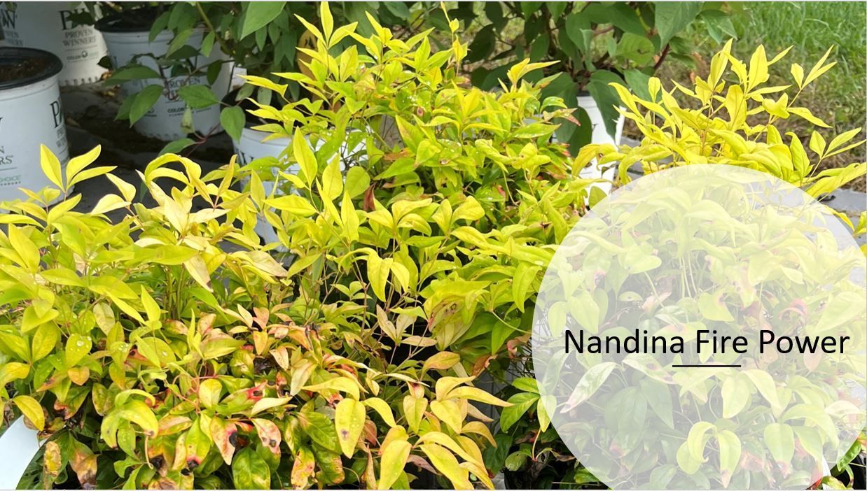 A bunch of plants with yellow leaves are sitting next to each other.