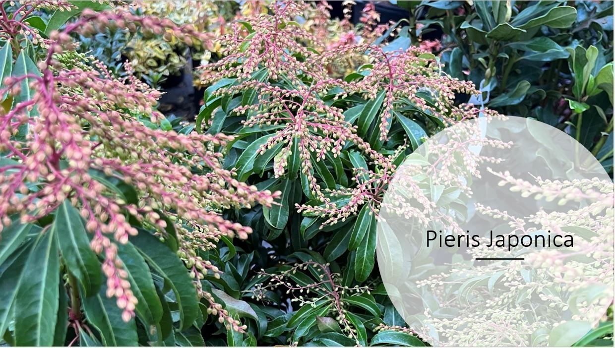 A close up of a plant with pink flowers and green leaves.