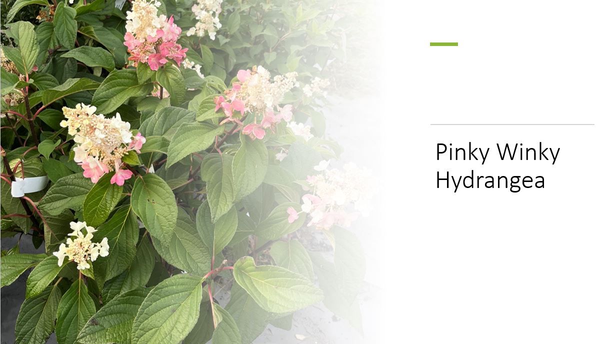 A plant with pink and white flowers and green leaves.