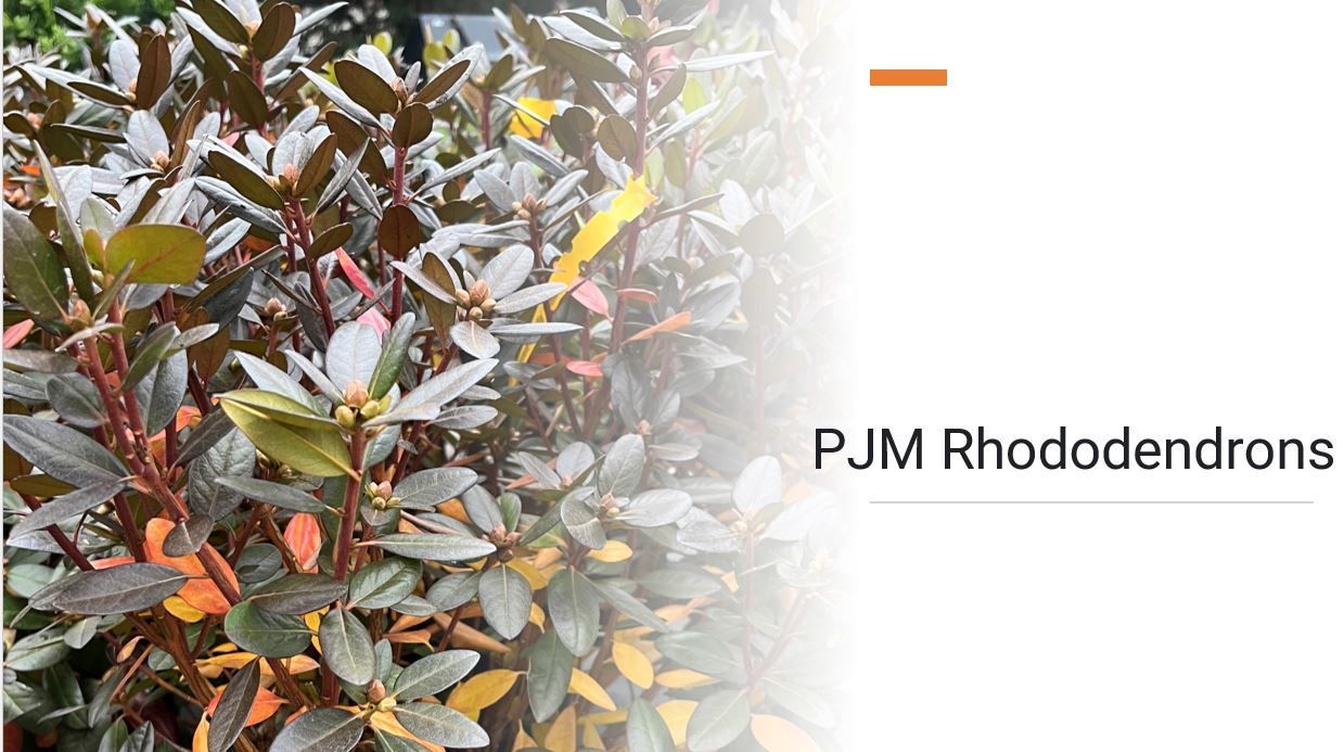 A close up of a plant with lots of leaves on a white background.
