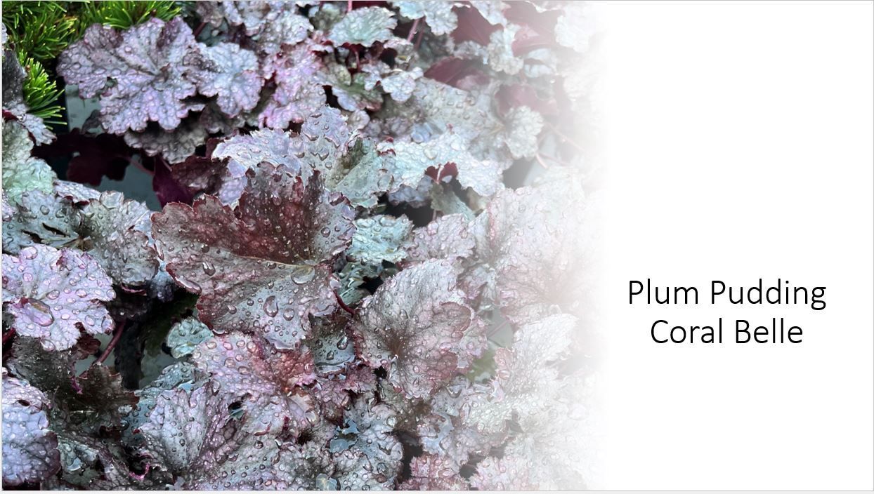 Plum pudding coral belle is a plant with purple leaves.