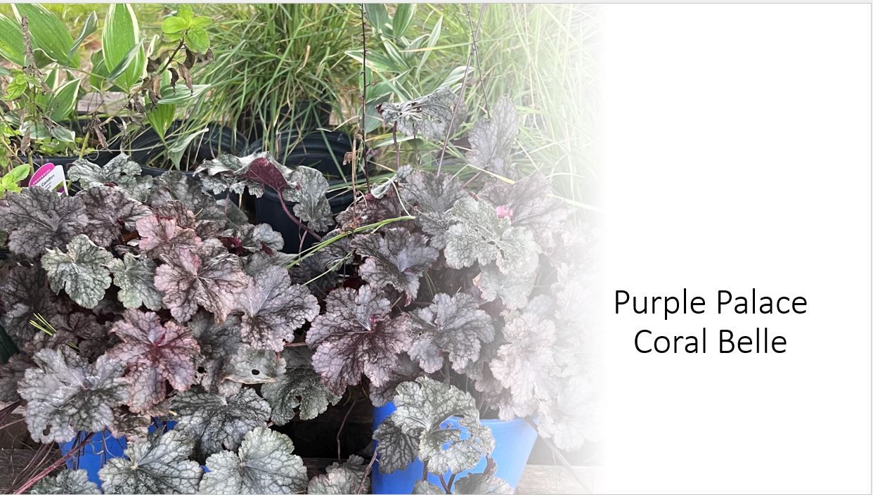 A potted plant with purple leaves is sitting on a table.