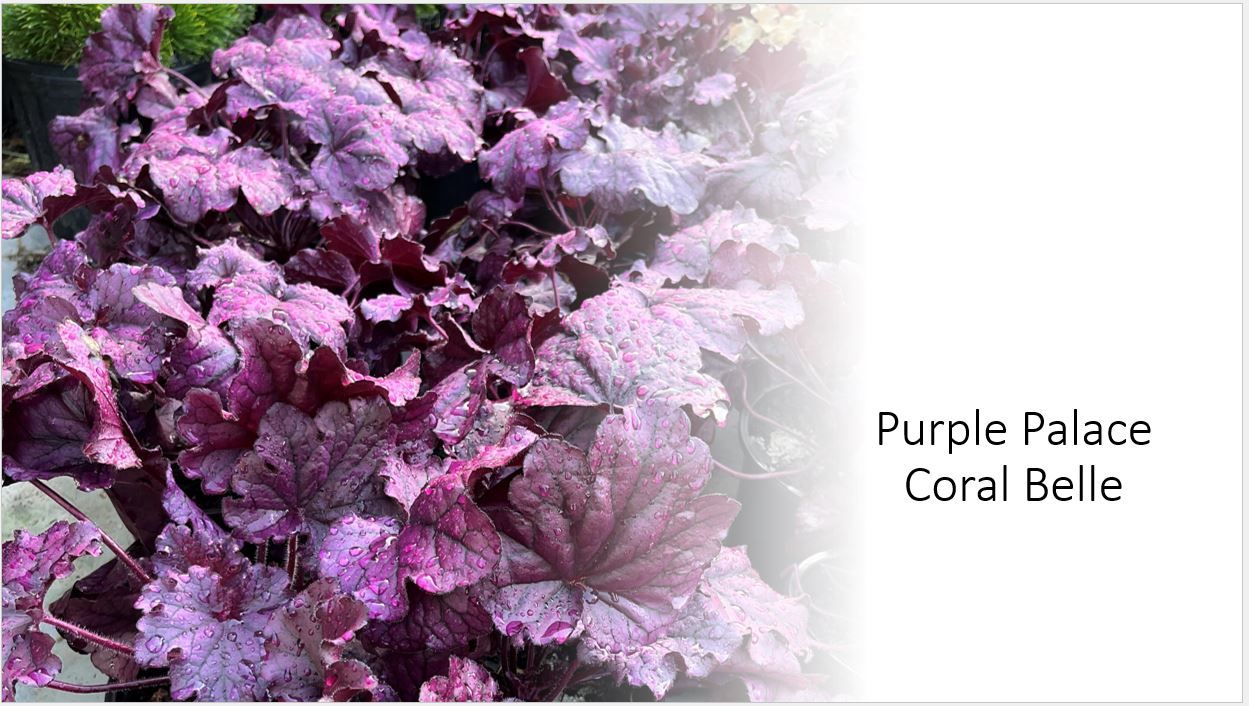 Purple palace coral belle is a purple plant with purple leaves.