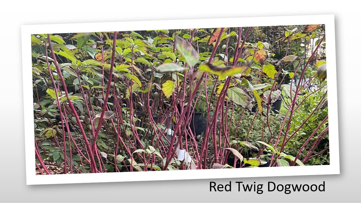 A picture of a plant called red twig dogwood