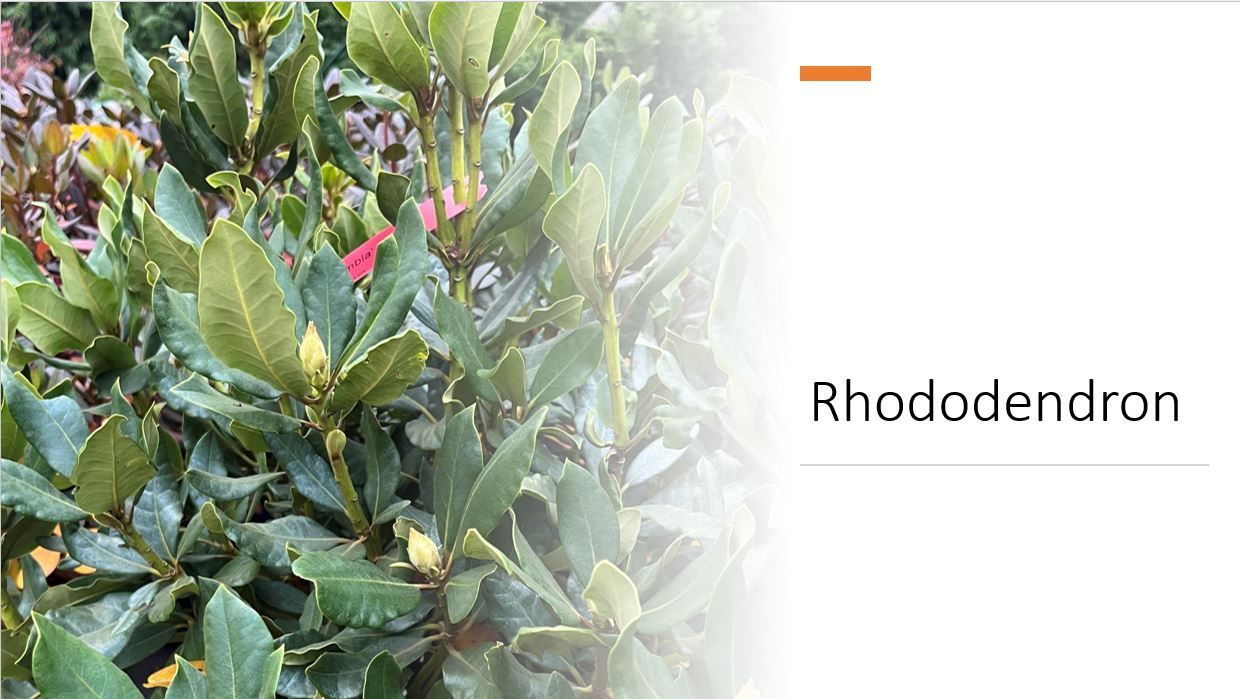 A close up of a rhododendron bush with lots of leaves and flowers.