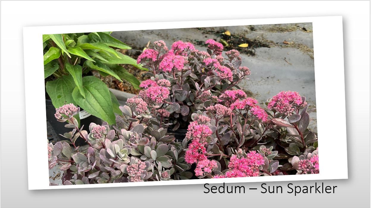 A picture of a plant with pink flowers and green leaves