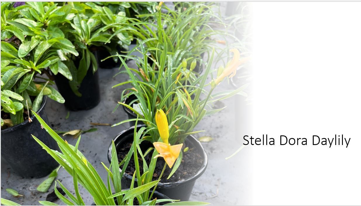 A stella dora daylily plant in a black pot