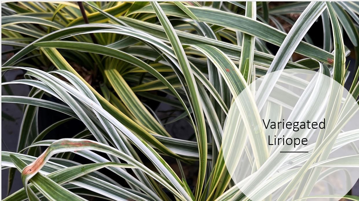 A close up of a variegated liriope plant