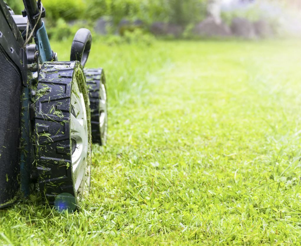 cheap lawn mowing Adelaide
