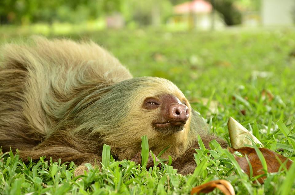 A sloth is laying on its back in the grass.