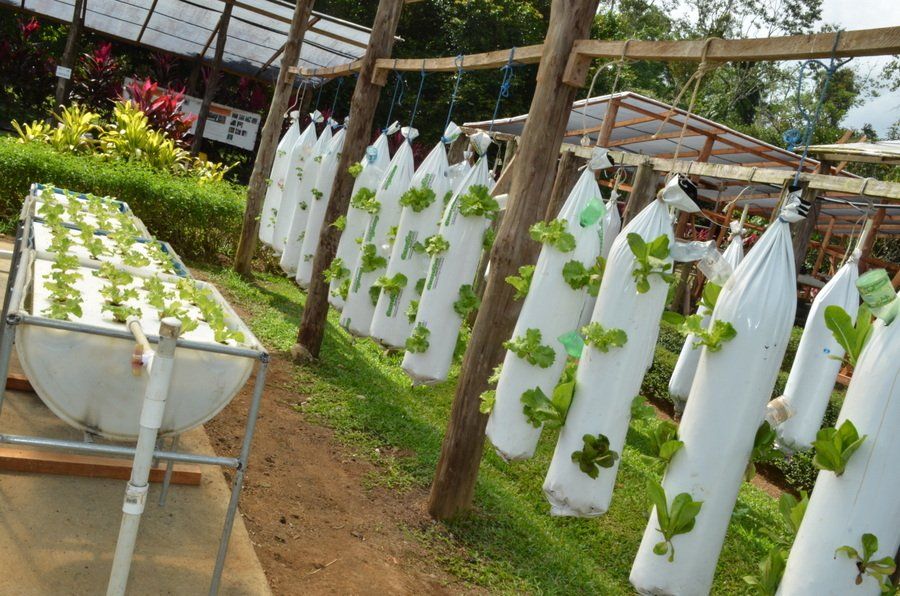 A row of white bags with green plants growing on them