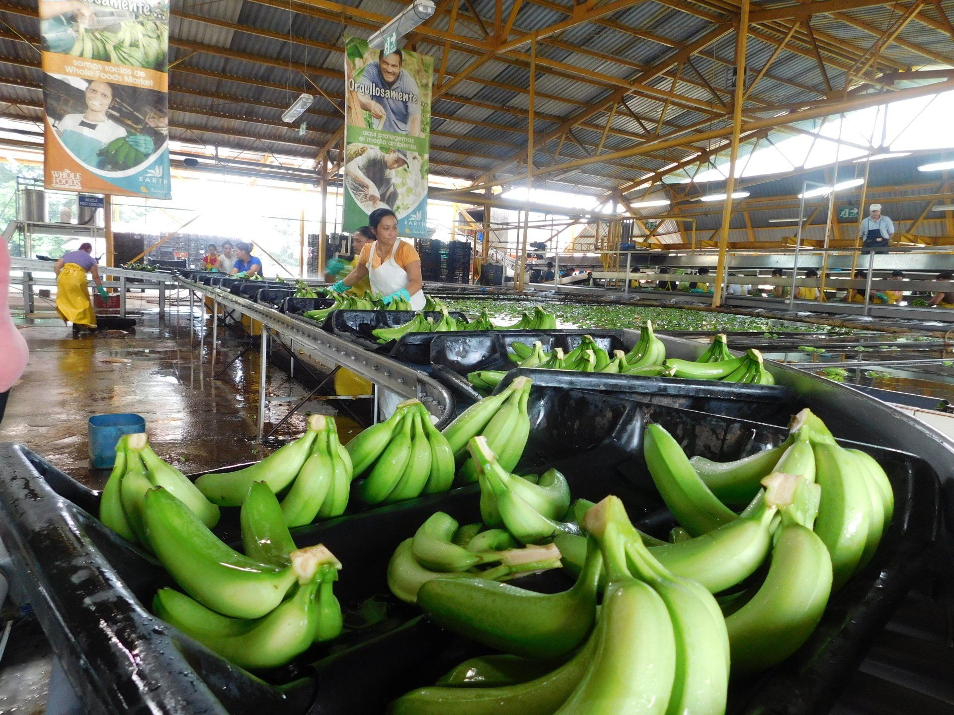 A bunch of green bananas are in a black container