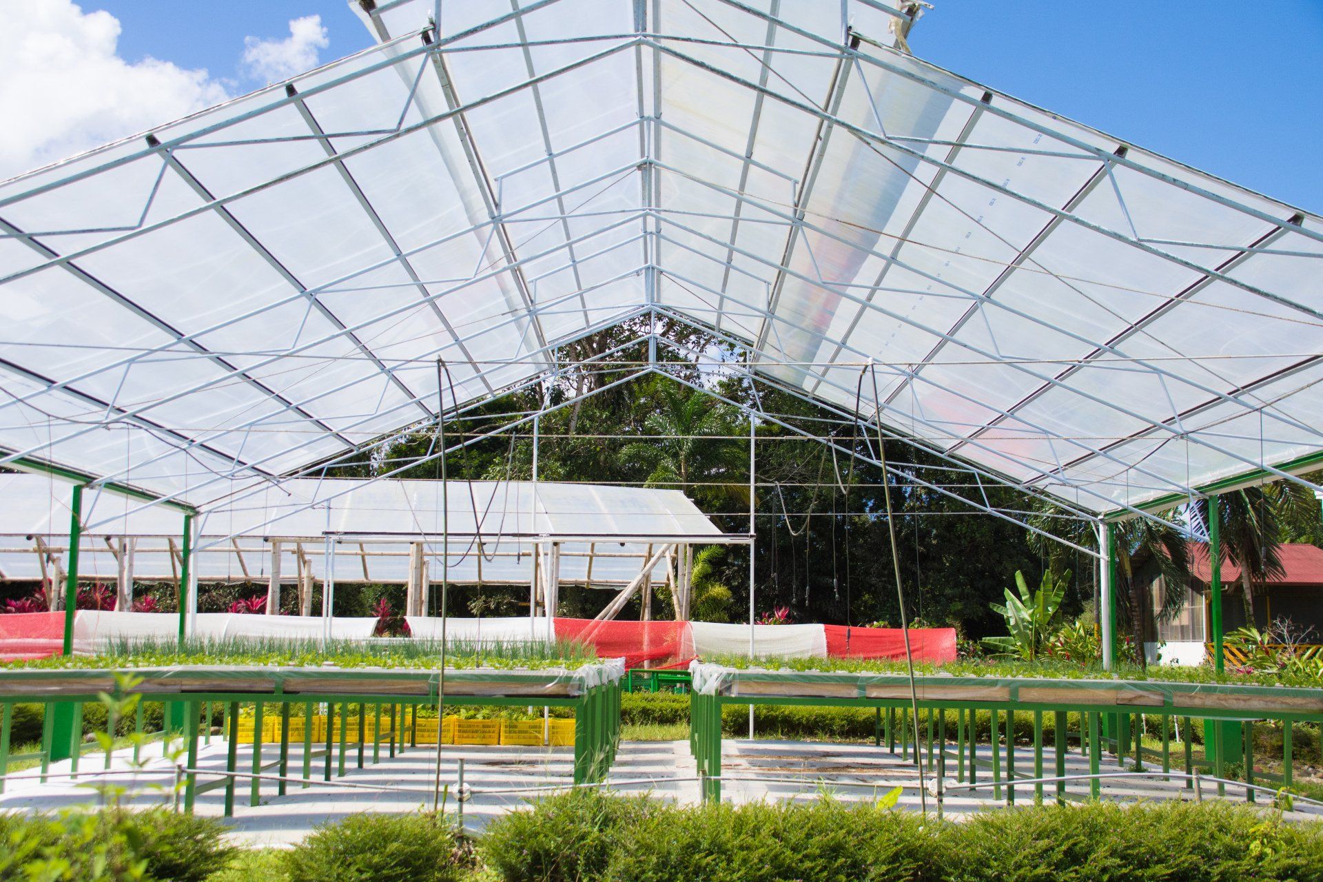 A greenhouse with a clear roof is surrounded by plants and bushes.